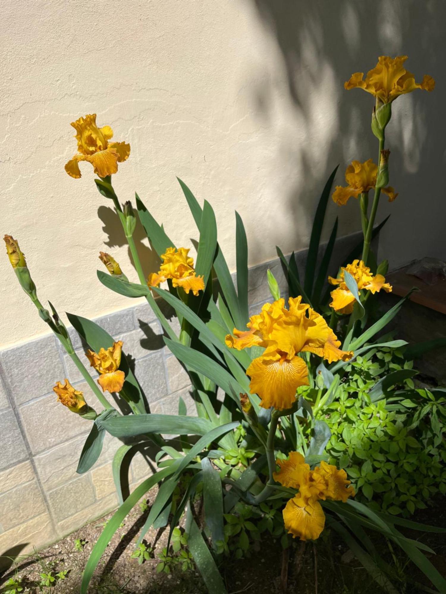Dalu Florence Apartment Davide - Private Car Park 15 Minutes To The City Center Екстер'єр фото